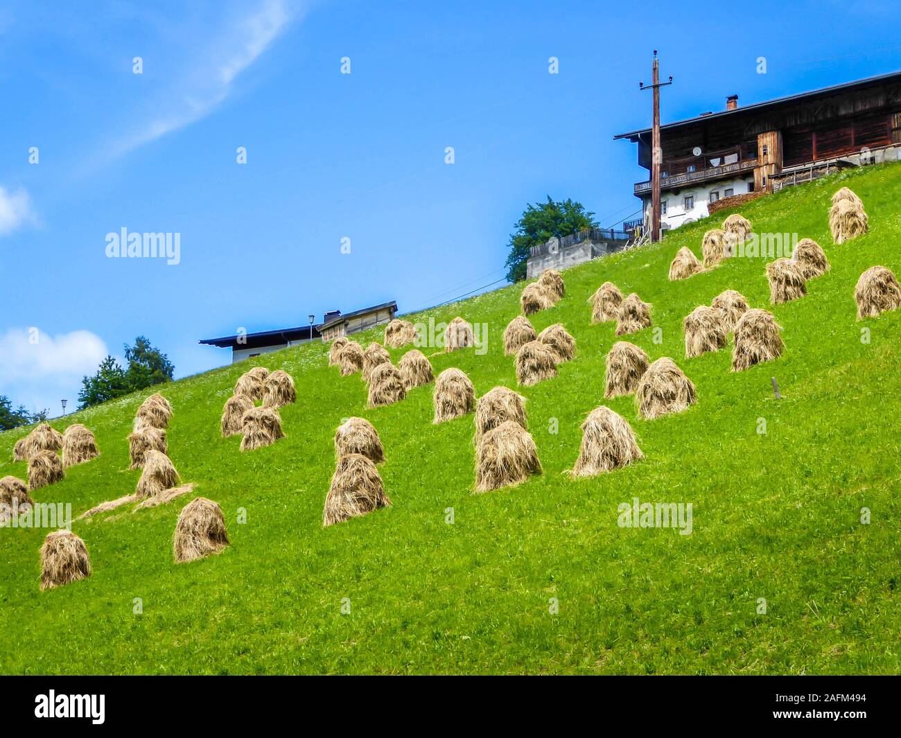 A lot of sheaves of hay drying in the field. The sheaves are located on a steep slope. Stashing crops for winter. The ground is covered with fresh gre Stock Photo