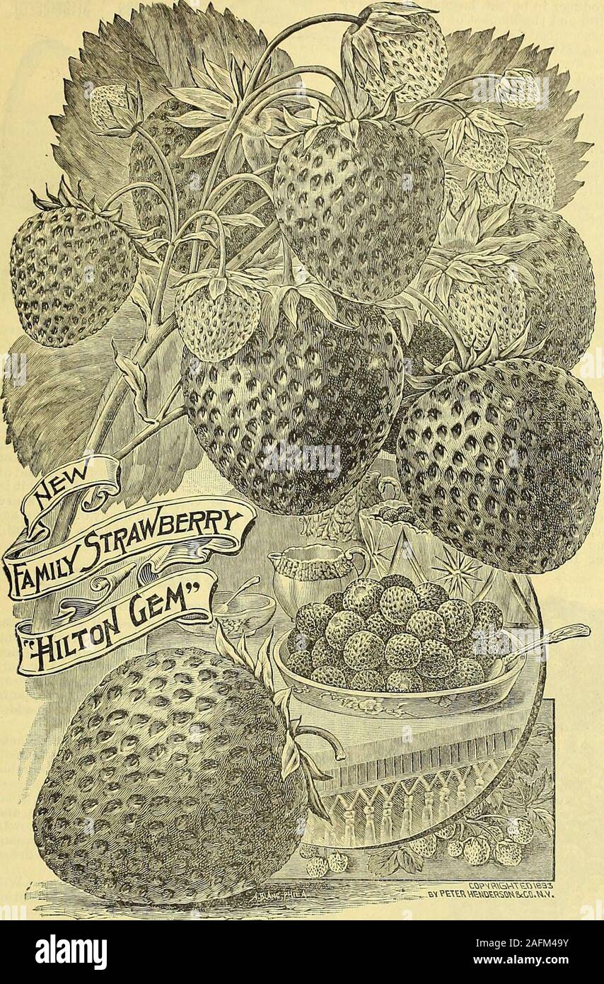 . Manual of everything for the garden : 1894. JAPAN SNOWBALL. (Viburnum Plicatum.) PETEP, HEflDEftSON & CO., ^EW YOP^.—PLiA^T t&gt;EPfl^TJV[EflT. 149. BN TOWVE«K«=«Mft..N. From our extensive collection we have selectedthe varieties offered as the best for general use.The Strawberry plants we offer, being- strong-layered plants which were transplanted into coldframes in the fall, if planted out any time beforeMay 5th will, under proper conditions, give quitea nice lot of fruit by June 15th of the present year.The plants here offered are far superior to the un-transplanted layers usually sold Stock Photo