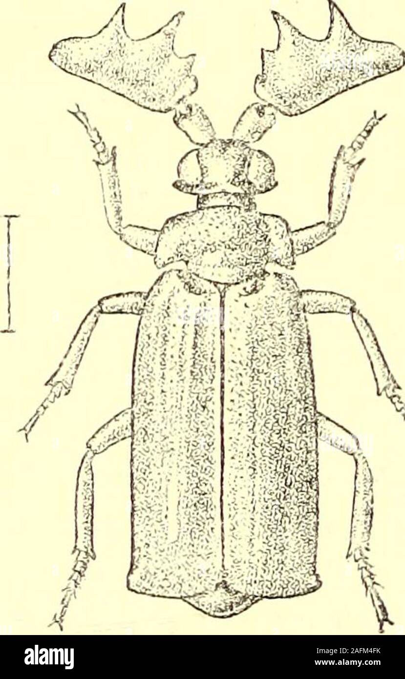 . Coleoptera : general introduction and Cicindelidae and Paussidae. margin with two very large teethin the centre (longer than in the pre-ceding species) vexillifer, Westw., p. 466. 233. Euplatyrhopalns aplustrifer, Westw. Platyrhopalus aplustrifer, Westwood, Trans. Linn. Soc. Lond. xvi,1838, p. 664, pi. 33, tig. 51 ; id., Arcan. Ent. ii, p. 163, pi. 88,fig. 3 ; Wasmann, Notes Leyden Mils, xxv, pp. 21 & 22, fig. a. Of a bright castaneous colour, lighter or darker, shining ; headsmooth, with a few large punctures;antennae with the first joint rather large,oblong or subquadrate, second joint for Stock Photo