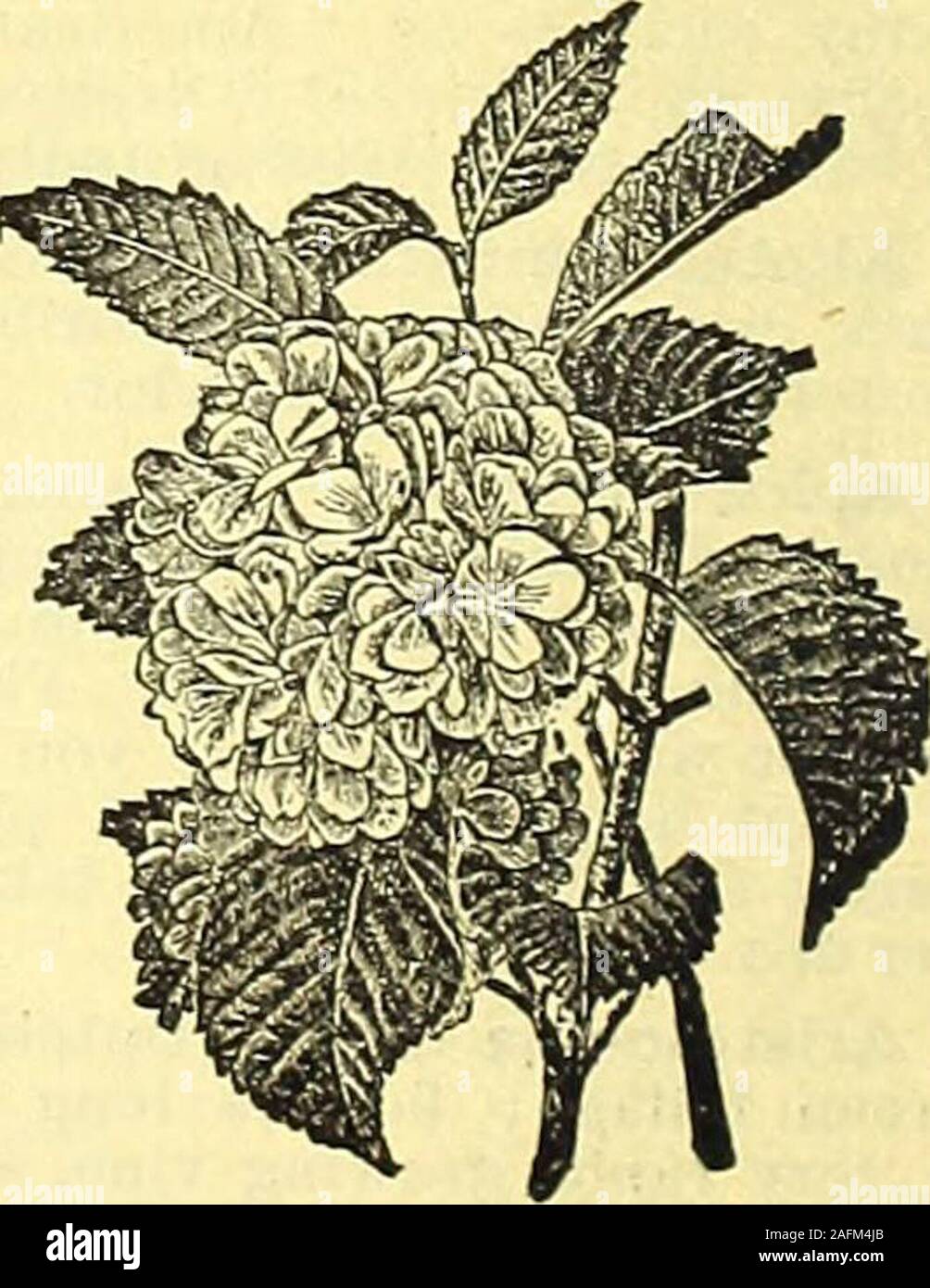. Manual of everything for the garden : 1894. ANDIFLORA. very fine.The finest golden-leaved shrub, JAPAN SNOWBALL. (Viburnum Plicatum.) A new variety of Snowball from Japan, andone of the grandest shrubs in existence. Growthupright and compact. Foliage olive greenthrough the summer, but toward fall it turnsmuch darker and remains on the plant for sometime after the first frosts. Flowers 4 to 6 inchesacross. The leaves are in pairs along the stem,and from the base of each leaf a ball of flowersappears. There are often as many as ten pairsof these, or twenty balls, on a branch 18 incheslong. The Stock Photo