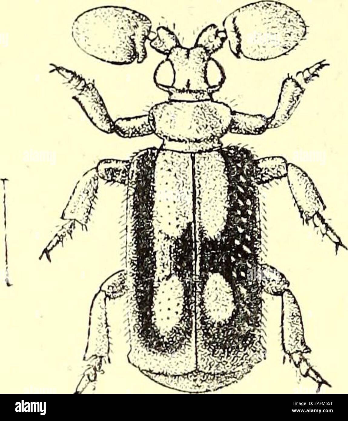 . Coleoptera : general introduction and Cicindelidae and Paussidae. millim. Tbdia (no locality given). According to Westwood P. unicolor differs from P. dentkomis inits uniform colour, in having the front of the head apparentlyrounded, in the suddenly coarctate base of the pronotum (this,however, is a strongly marked character of P. dentkomis), andin the short transverse median stria of the same ; the charactersare not, however, sufficiently marked to separate it specifically. 226. Platyrhopalus cardoni, Wasm. Platyrhopahis cardoni, Wasmann, Notes Leyden Mus. xxv, 1904,p. 19. Besembling P. den Stock Photo