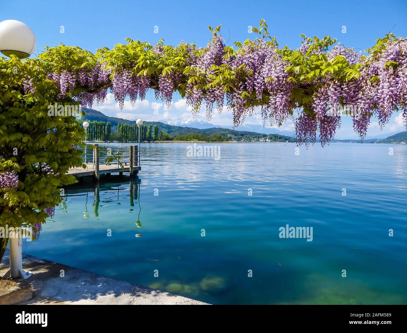 Flower decorations at Wörtersee, Pörtschach, Austria. Beautiful lake landscape, surrounded by Alps. This lake is natural drinking water tank. Pink ros Stock Photo