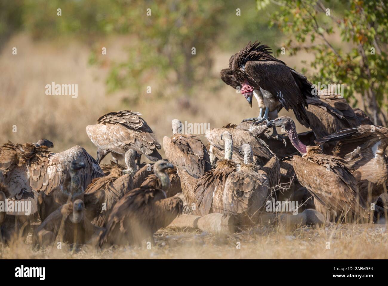 Lappet faced and white backed Vultures on carcass in Kruger National park, South Africa ; Specie  Torgos tracheliotos and Gyps africanus family of Acc Stock Photo