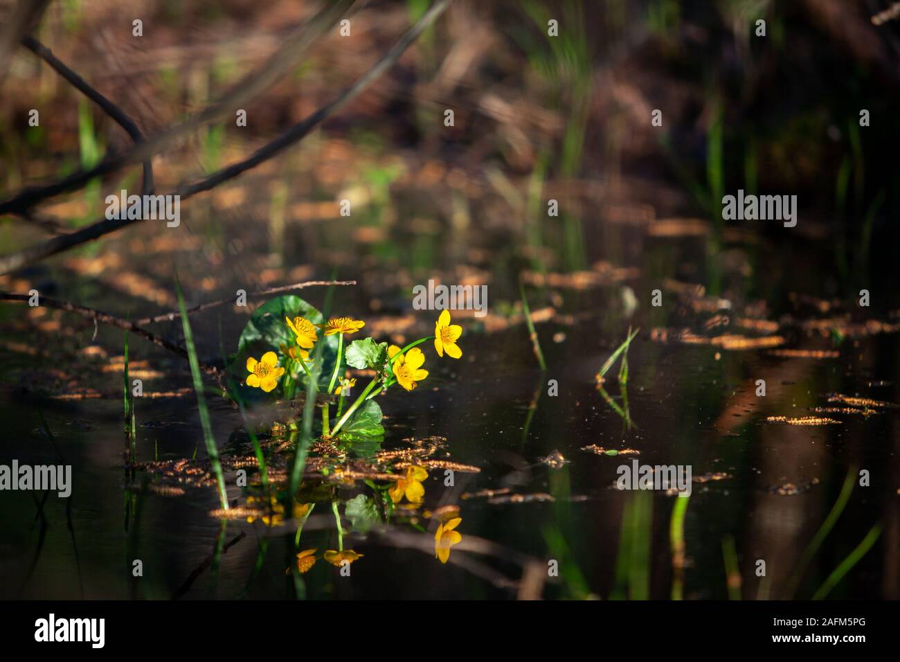 Yellow water lilies in the swamp, May, pond flowering Stock Photo