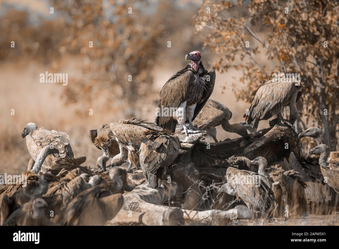 Lappet faced and white backed Vultures on carcass in Kruger National park, South Africa ; Specie  Torgos tracheliotos and Gyps africanus family of Acc Stock Photo