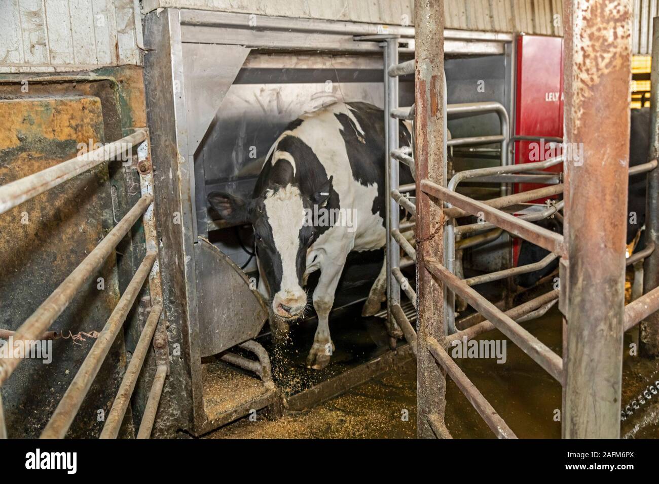 Omro, Wisconsin Knigge Farms, a dairy farm with automated milking