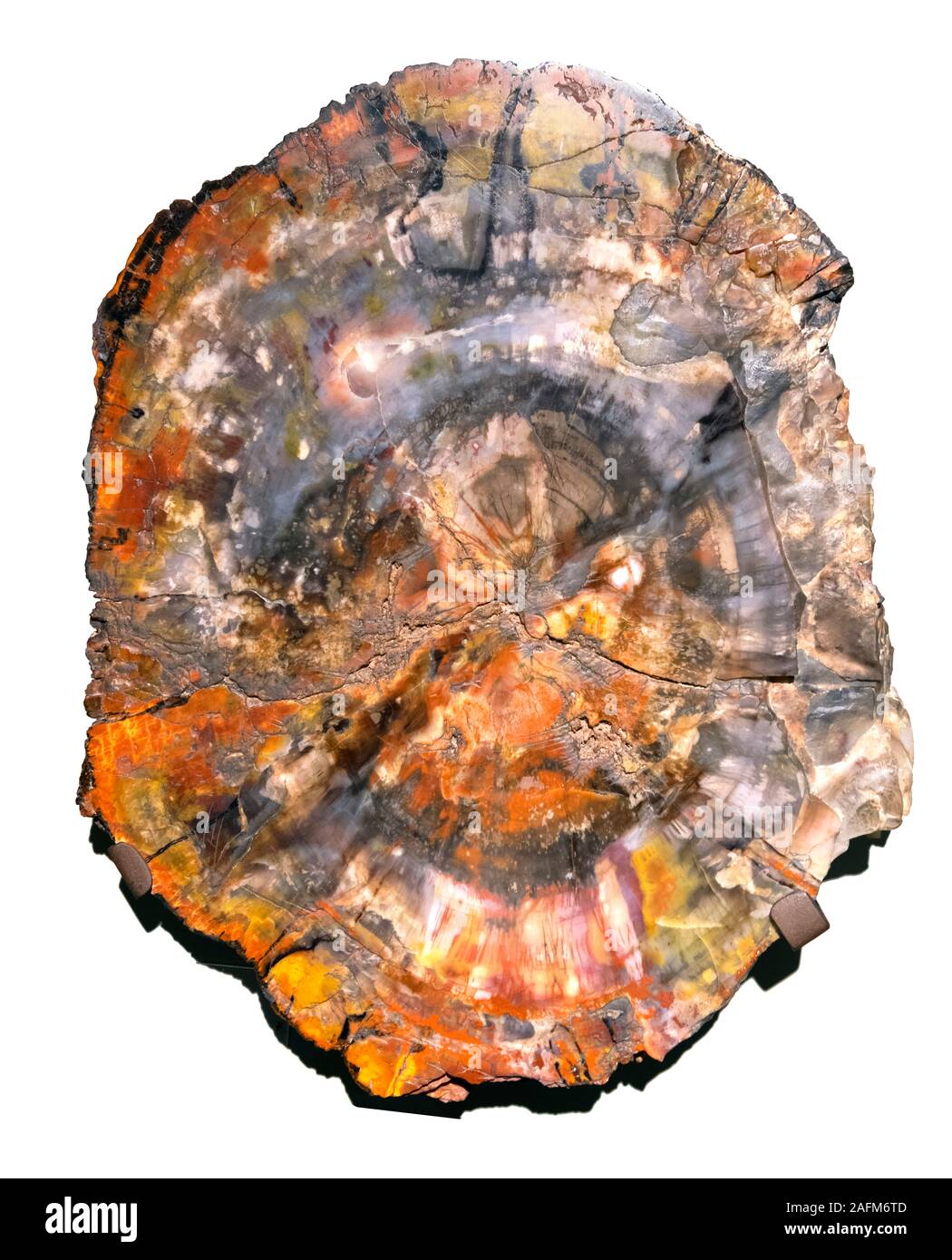 Petrified wood from Petrified Forest in Arizona, dating from Triassic period. Stock Photo