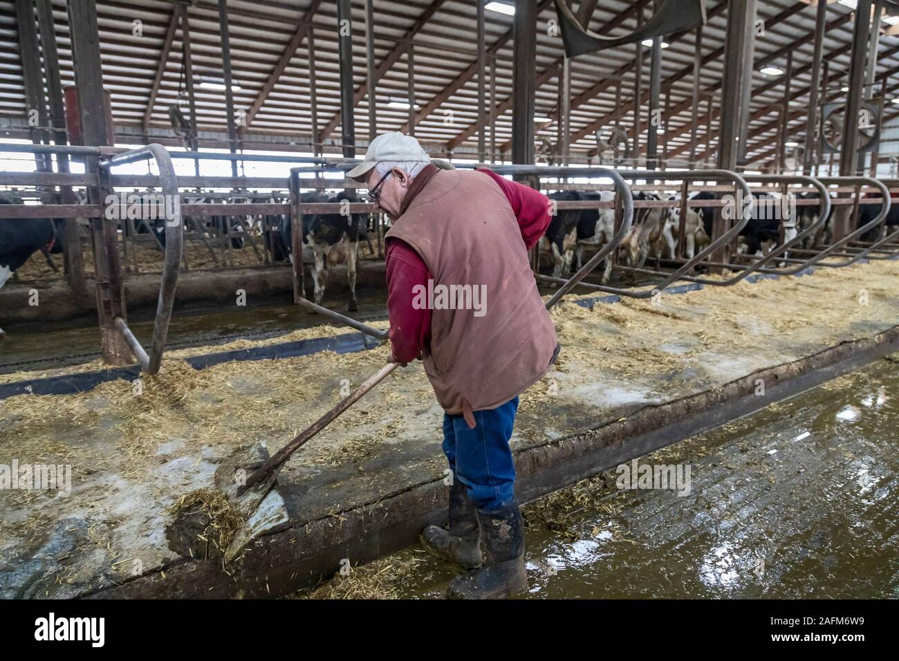 Omro, Wisconsin - Pete Knigge cleans the cattle barn at Knigge Farms, a dairy farm with automated milking machines. Stock Photo