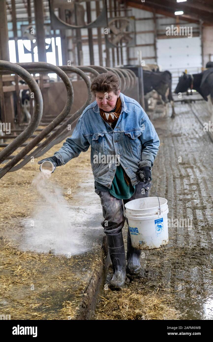 Omro, Wisconsin - Theo Knigge spreads lime in the cattle barn at Knigge Farms, a dairy farm with automated milking machines. Stock Photo