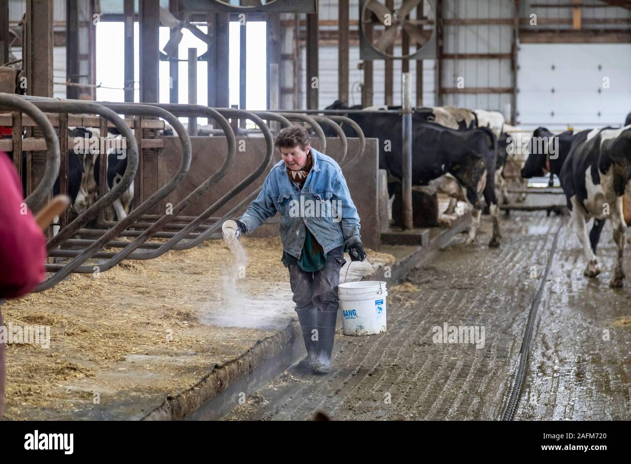 Omro, Wisconsin - Theo Knigge spreads lime in the cattle barn at Knigge Farms, a dairy farm with automated milking machines. Stock Photo