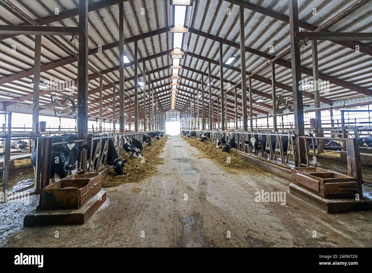 Omro, Wisconsin - The cattle barn at Knigge Farms, a dairy farm with automated milking machines. Stock Photo
