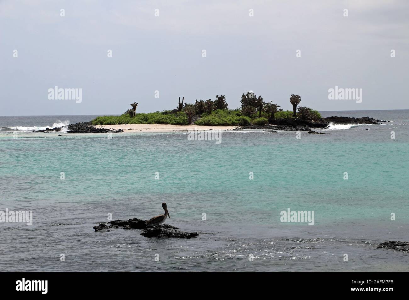 Pelican in the Galapagos Islands Floreana Stock Photo