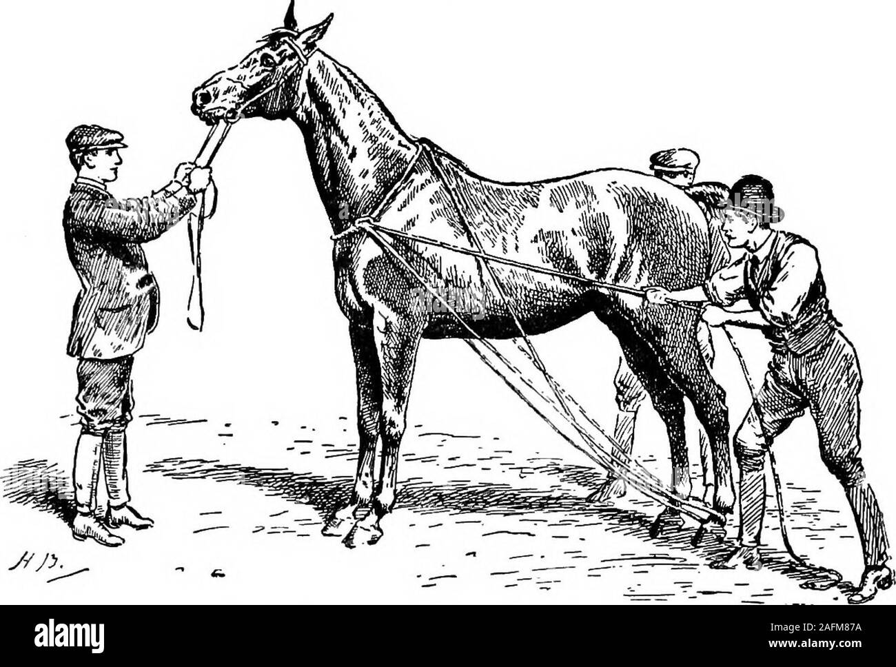 Horse restraint Black and White Stock Photos Images Alamy