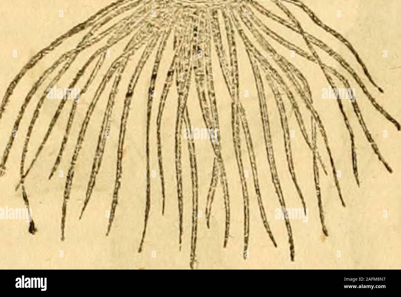 Bitten roots hi-res stock photography and images - Alamy