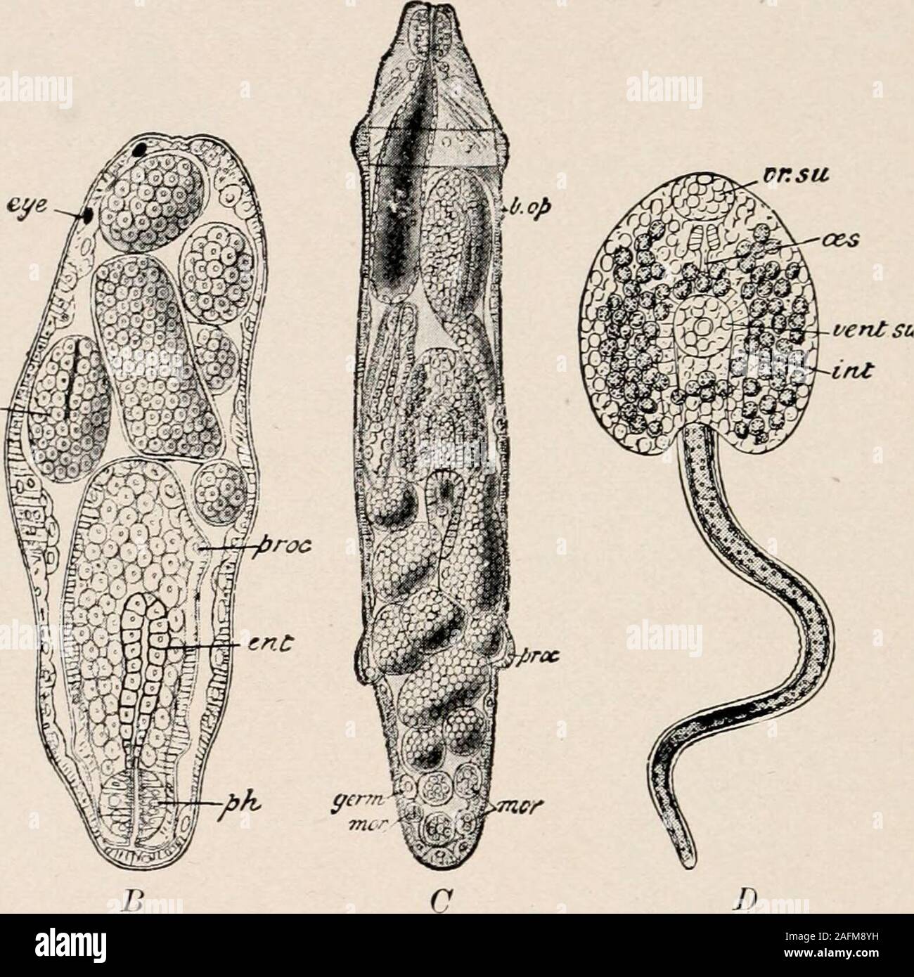 Introduction to zoology; a guide to the study of animals, for the use of  secondary schools;. (fast.  c&s. B FIG. 146. — Development of  Distomum. A, ciliated larva ; /?.