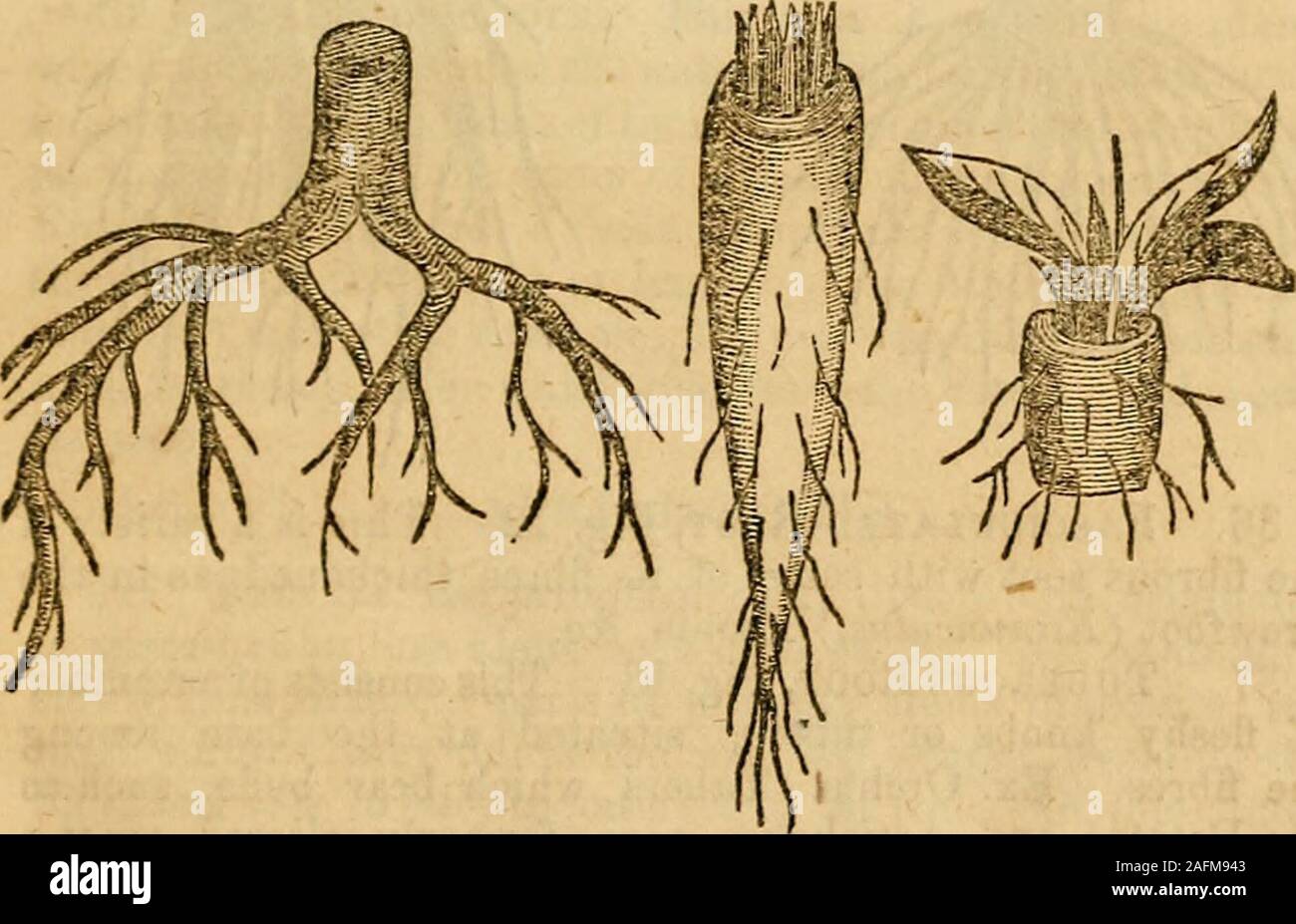 Three Roots Plate Shape . The Botanical Class-Book and Flora of Pennsylvania. d in the hiyh-er ...