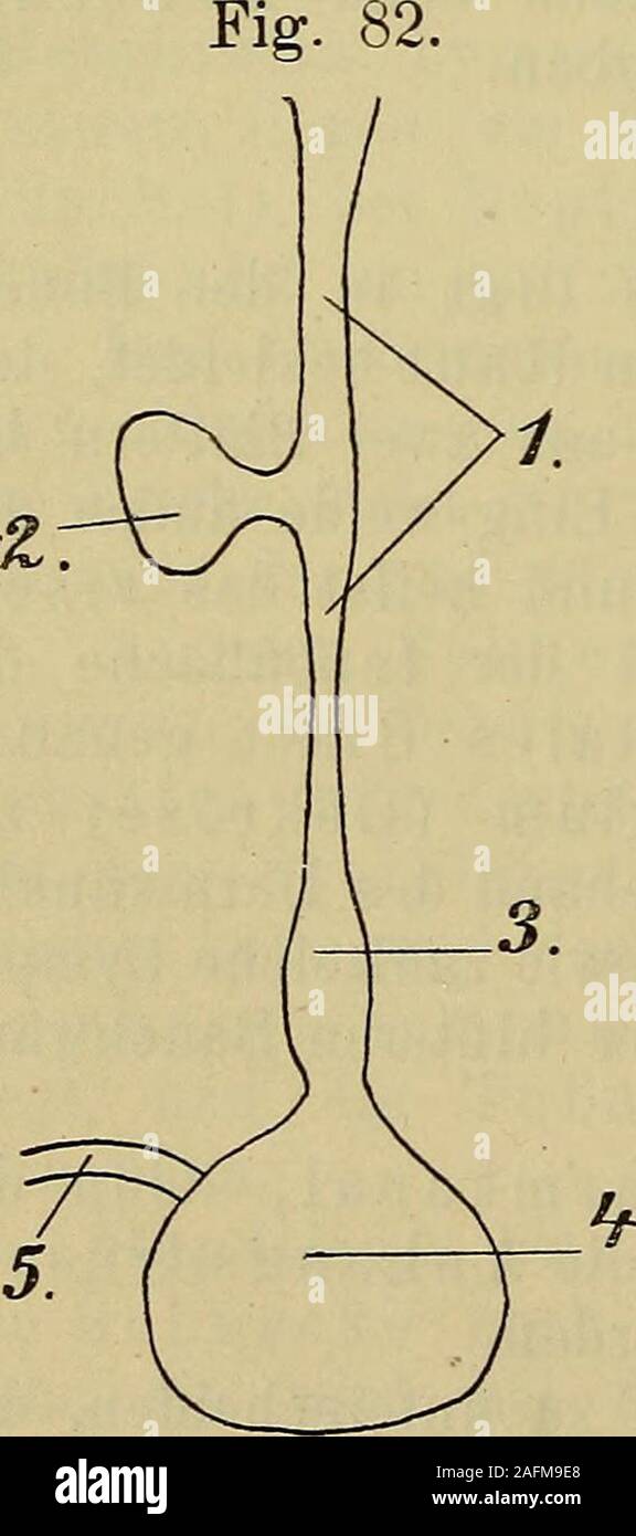 . Compendium der vergleichenden Anatomie : zum Gebrauche für Studierende der Medizin. Chimaera, mancheKnochenfische und einige Kiemenmolche haben keinendeutlichen Magenabschnitt am Vorderdarme; die Grenzezwischen letzterem und dem Mittel-darme wird nur durch die Einmün-dung des Gallenganges angezeigt. Bei den Ganoiden, vielenKnochenfischen, Salamandri-nen und Anuren erscheint dagegender Magen, als eine sackförmigeErweiterung, an deren oralem Teilesich häufig ein deutlicher Oeso-phagus findet. Der Oesophagus der Rep-tilien ist ziemlich lang und gehtin den weiten Magen über. Der Oesophagus der V Stock Photo