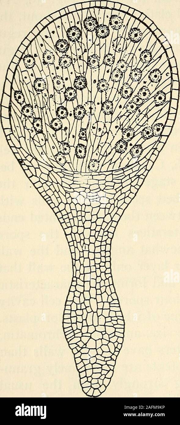 . The structure and development of mosses and ferns (Archegoniatae). he spores and elaters formregularly alternating verticalrows. In Frullania the lowercell of the embryo, instead ofremaining undivided, or form-ing simply a row of cells, di-vides repeatedly, and the cellsgrow out into papillae, so thatit probably is functional as anabsorbent organ, like the footof the Anthocerotes. Radula(Hofmeister (i)) and Junger-mannia, while more regular in„,,„,,. ^ . the divisions than Porella, still Fig. 57. — Porella Bolandert. Longi- . tudinai section of a sporogonium after are Icss SO than Frullama, Stock Photo