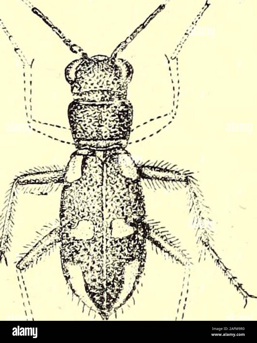 . Coleoptera : general introduction and Cicindelidae and Paussidae. ESSA. Cicindela, Fafcricius, Sp. Ins. i, 1781, p. 282 (ex parte).Apteroessa, Hope, Col. Man. ii, 1838, p. 169, pi. ii, fig. 1. Type, Cicindela grossa, F. The single species belonging to this genus is characterized bybeing apterous and by its thick clumsyand heavy form, in which it differsfrom any species of the genus Cicin-dela. Unfortunately, as Dr. Horn ob-serves (Deutsche Ent. Zeitschr. 1899,p. 47), there is not an even mode-rately good example in existence; allthat are known at present are theFabrician type in the British Stock Photo