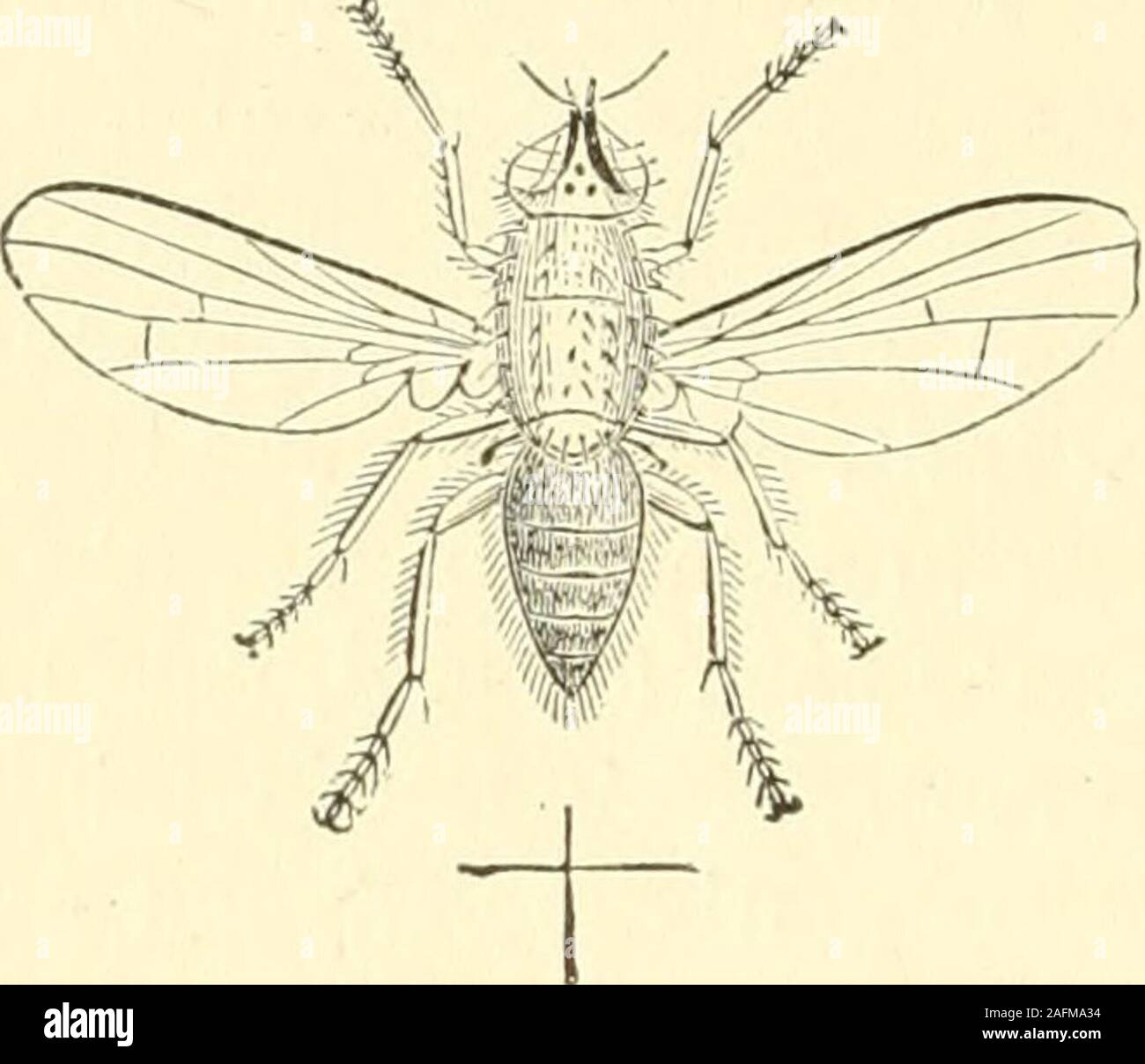 . Bulletin. THE ONION MAGGOT. Phorbia ceparum (Meig.)Early in June a somewhat hairy fly. Fig. 9, may be seen flyingabout, and depositing its eggs on the leaves of the young onion plants,near the roots. Fig. 10.3 18. Stock Photo