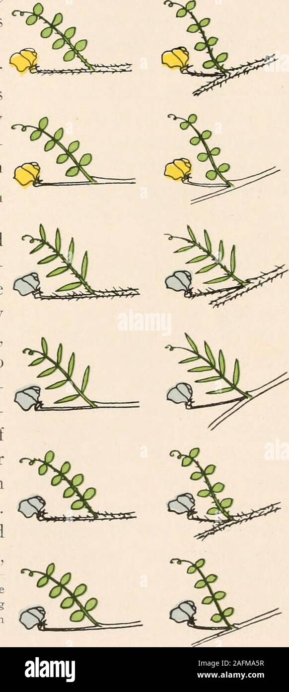 Plant Anatomy From The Standpoint Of The Development And Functions Of The Tissues And Handbook Of Micro Technic 244 Reproduction And Its Resulting Seeds As Many As Possible Are Planted Bythemselves And Plant Anatomy From The Standpoint Of The Development And Functions Of The Tissues And Handbook Of Micro Technic 244 Reproduction And Its Resulting Seeds As Many As Possible Are Planted Bythemselves And