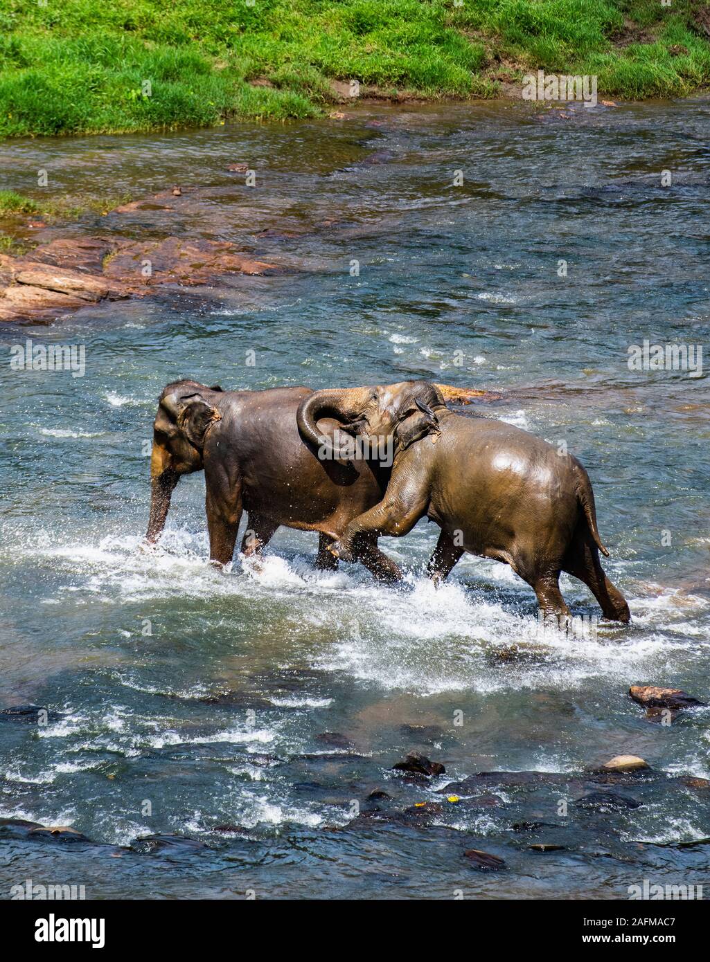 2 elephants in playful fight in Pinnawala / Sri Lanka Stock Photo