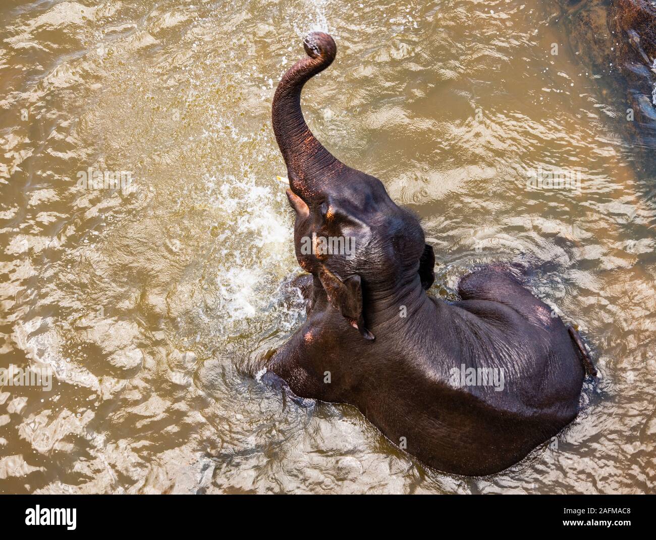 Elephant bathing in Pinnawala / Sri Lanka Stock Photo