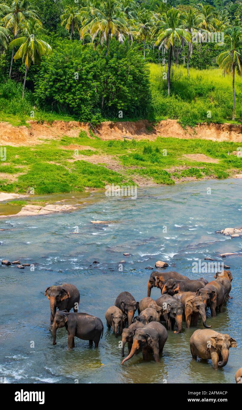 Elephants bathing in a river in Sri Lanka Stock Photo