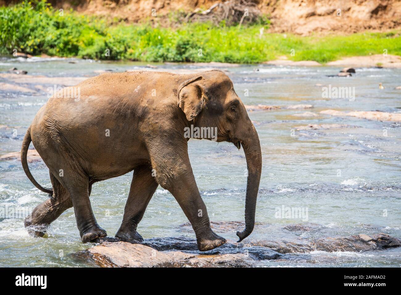 Elephant walking through river at Pinnawala / Sri Lanka Stock Photo