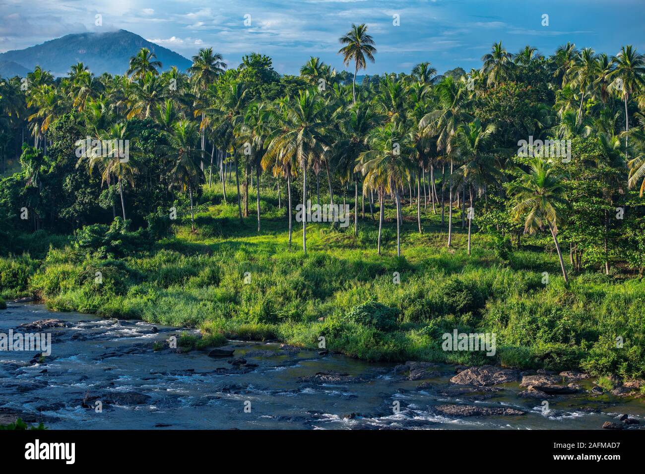 Palm trees in Pinnawala / Sri Lanka Stock Photo