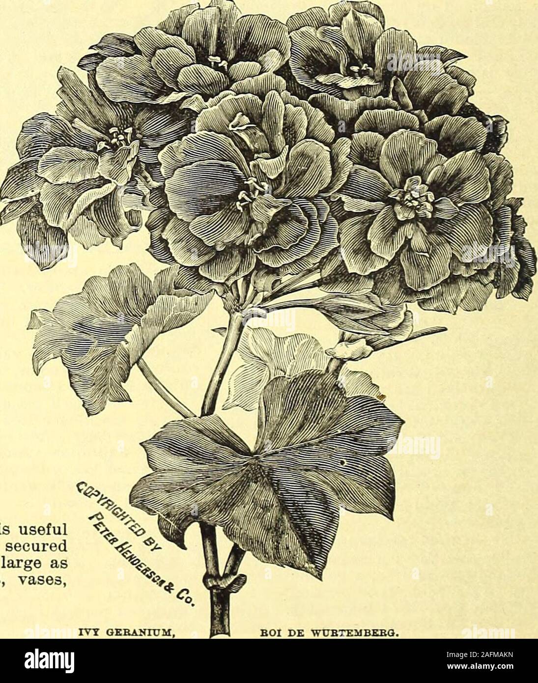 . Manual of everything for the garden : 1894. ed lilac.Ernesto Bach. Cherry red, upper petals marked scarlet. Ernest Reyer. A rich rose color; a strong grower, free bloomer and a good variety in every respect. Ingenieur Parlier. Very large umbels, florets of immense size; currant color shaded violet; upper petals orange red. La Fondre. Another excellent variety; deep, bright, rich scarlet.M. de Fortanier. Large trusses, large roundflorets, currant red shaded violet, centre markedorange.Mme. Chantrier. Plant short-jointed and free,enormous sized trusses of fine form, red with solferino shadings Stock Photo