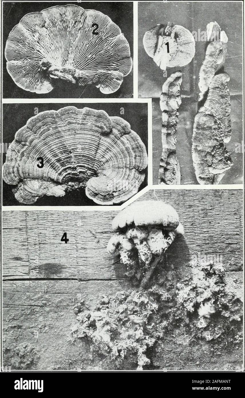 . Timber storage conditions in the eastern and southern states with reference to decay problems. Lumber Sanitation: Wood-Rotting Fungi.—VI, Fig. 1.—Daedalea quercina growing on an oak tic. Figs. 2 and 3.—Polyporus gilvus: 2, Upper surface;3, lower surface. Fig. 4.—Polyporus sanguineus, upper surface. Figs. 5 and 6.—Lenzitcs sepiaria:5, Upper surface; 6, lower surface. Fig. 7.—Lenzitcs ocrkcleyi, upper and lower surfaces. Bui. 510, U. S. Dept of Agriculture. Plate VII.. Lumber Sanitation: Wood-Rotting Fungi.—VII. Pig. 1.—Lenzites trabea, upper and lower surfaces. Figs. 2 and 3.—Lenzites betulin Stock Photo