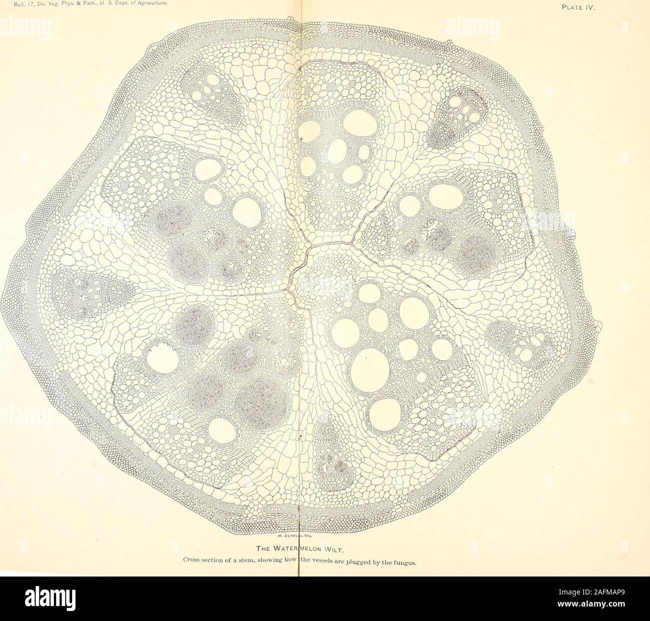 . Wilt disease of cotton, watermelon, and cowpea (Neocosmospora nov. gen.). OIL. ELON Wilt, le vessels are plugged by the fungus.. DESCEIPTIOX OF PLATE Y. 1. Peritlieciiim and ascospores from upland cotton. Salters Depot, WilliamsburgCo., S. C, Oct. 8,1895. Size 352 by 272 //. For comparison witli PL 1,1, whicb, how-ever, is less higlily magnitied. The ascospores of this perithecium vrere 10 by 10 fxTvith a -wrinkled exospore. Others on the same specimens were 9 by 9 «. More rarelythey were 9 by 10 j.i or 9 by 11 2. Pipe ascus and paraphysis from the same lot of specimens as 1. A paraphysisfro Stock Photo