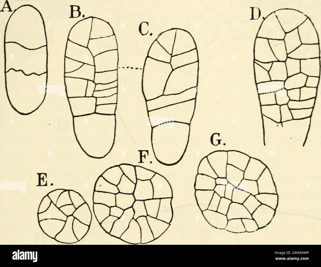 . The structure and development of mosses and ferns (Archegoniatae). mber of neckcanal cells in the full-grown archegonium is normally eight.The archegonium (Fig. 54, F), at maturity is nearly cylin-drical, with the venter but little enlarged. The canal cells arebroad, but the egg small. The venter has a two-layered wall.The first-formed archegonia arise in strictly acropetal sue- Ill THE JUNGERMANNIALES log cession, and finally the apical cell divides by a transverse wall,and the outer cell so formed becomes transformed into anarchegonium. In a number of cases observed, young arche-gonia were Stock Photo