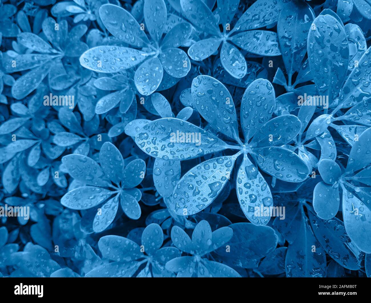 Rain drops on leaves toned in blue. Stock Photo