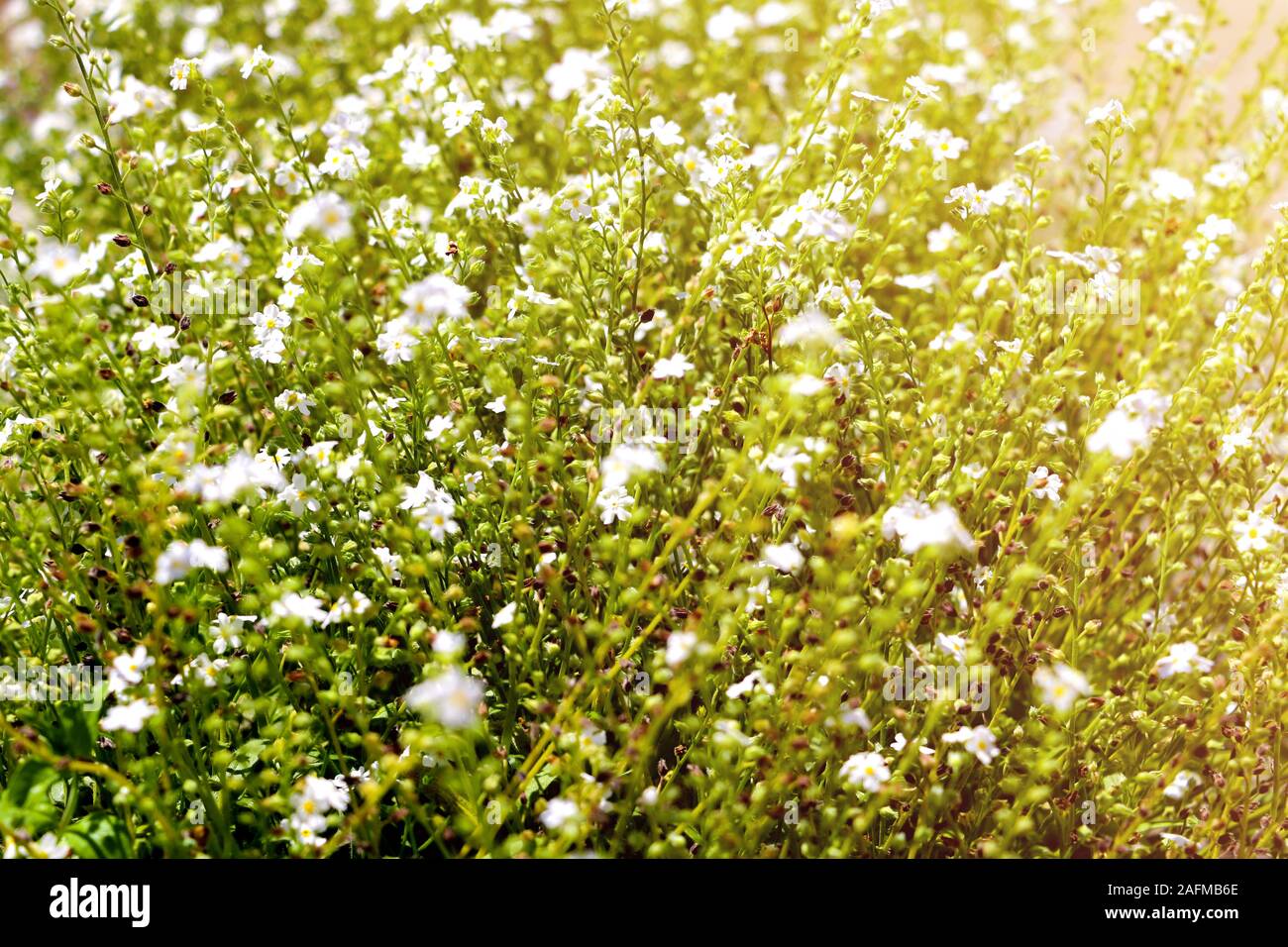 Galium odoratum, flowering herbs. Out of focus Stock Photo