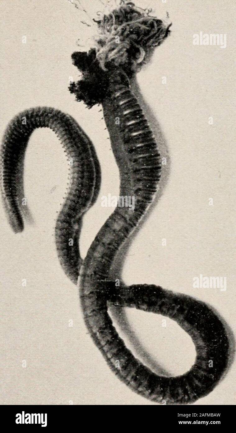 . Introduction to zoology; a guide to the study of animals, for the use of secondary schools;. FIG. iai.— Lep-idonotus, thescaled worm.Nat. size.Photo, by W.H. C. P. FIG. 135.— Aphrodite, a sea-mouse. r. i.).».— rimn&gt;uiit5, A, Neil-mouse. i c ±1 i ^ i Nat. size. From Johnston. uPPer end of the bod7&gt; wnere X Eli Kit* AND ITS ALLIES 140 they can be thrust out of the tube ; the mouth comes to lie atthe bottom of a funnel, which receives as food small parti-cles floating in the water; even the segmentation of thebody becomes lost at the hinder end of the animal ; in aword, all those organs Stock Photo