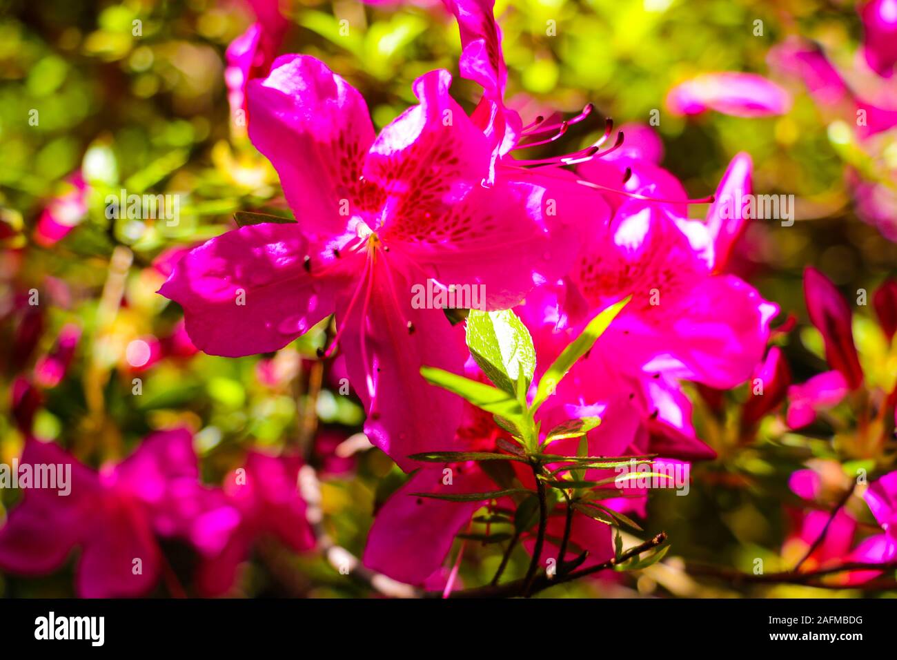 Azalea's flower. Coral pink azalea flowers. Coral pink azalea flowers in the garden Stock Photo