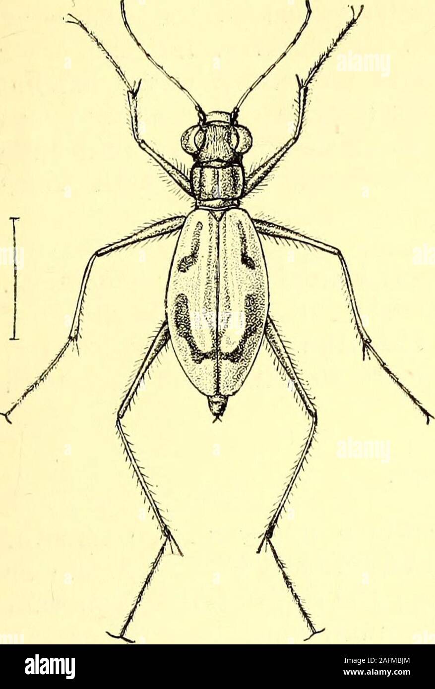 Subovate Shape . Coleoptera : general introduction and Cicindelidae and Paussidae. d ...