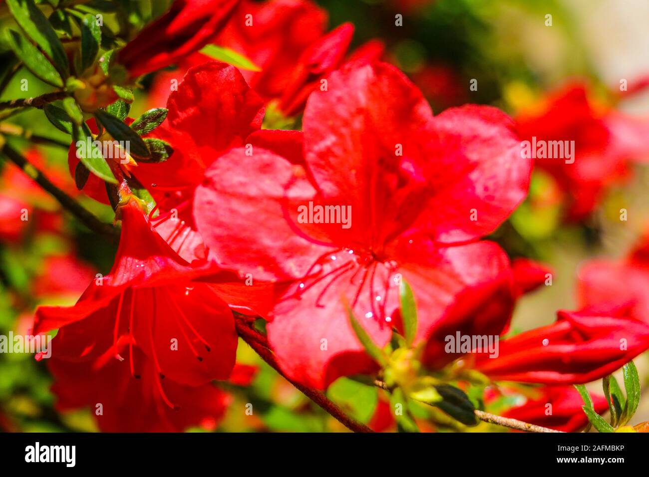 Pink azalea bush in greenhouse. Beautiful flowers Stock Photo