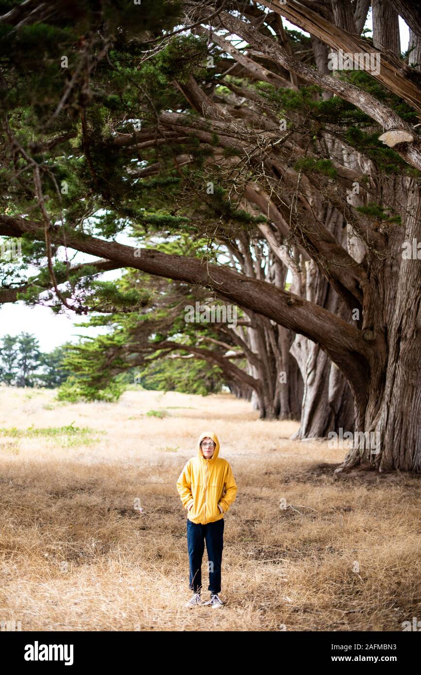 Vertical cypress trees grass hi-res stock photography and images - Alamy