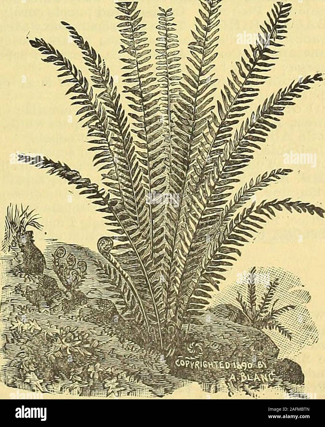 . Manual of everything for the garden : 1894. ace,fineness of texture and richness of color.Price, strong plants, 50 cts. each, $4.50 perdozen. A. Tenuissimus. Very fine, filmy foliage.A handsome climbing plant for the window,and a very useful pot plant. Price, 15 cts.each, $1.50 per dozen. D AV ALU A BULLATA. (HARES-FOOT FERN.) We offer this grand variety prepared inglobe shape ready for hanging up. In a shorttime they develop leaves and make grandornaments through the season, suspended onthe piazza or in a window. Price, $1.00 each. SWORD FERN. (NEPHROLEPSIS E3TALTATA.) In well-grown specime Stock Photo