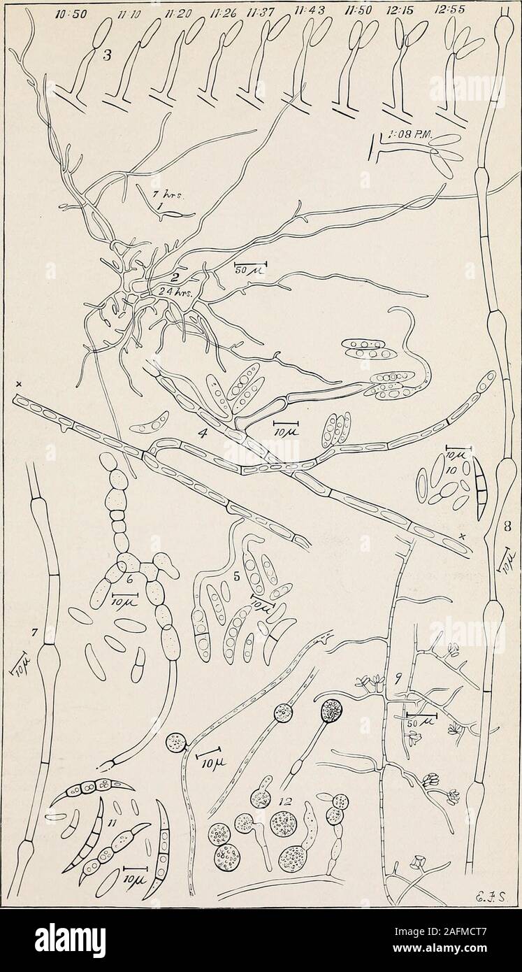 . Wilt disease of cotton, watermelon, and cowpea (Neocosmospora nov. gen.). ernal or microconidia. For comparison with 11. 11. Macroconidia and microconidia of the watermelon fungus from a pure cul-ture 5^ months old, on sterilized horse dung. The mycelium which bore thesespores was derived from a spore of the size and shape of the largest here shown. 12. Chlainydospores of the melon fungus. Several germinating. From a pureculture z) months old, on horse Jung. This culture was derived from a lunulate,Several-septate, external conidium. In mass these chlamydospores were brick red,and their con Stock Photo