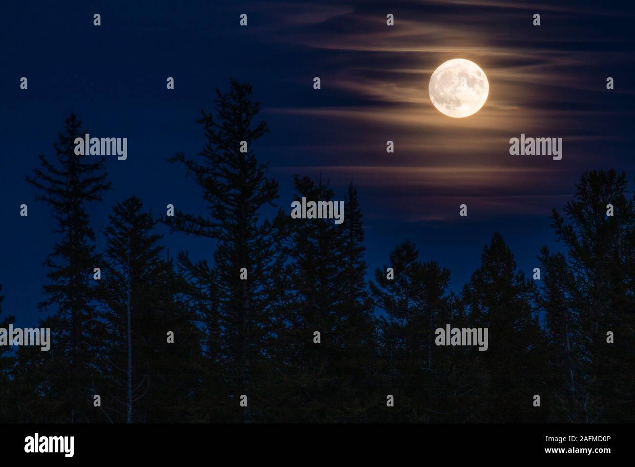 A moon rises over a forest in the Selway Bitterroot Wilderness Stock Photo