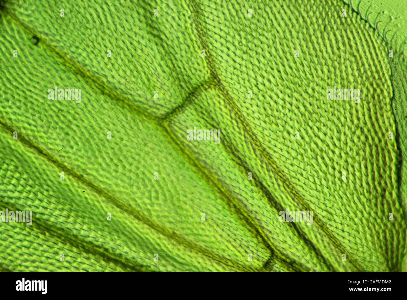 D. melanogaster is typically used in research because it can be readily reared in the laboratory, has only four pairs of chromosomes, breeds quickly Stock Photo