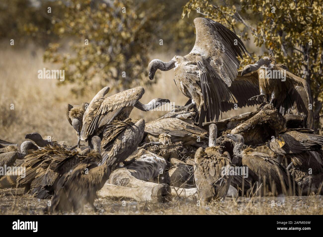 File:Sup hnědý zoo praha 3 velká voliéra.jpg - Wikimedia Commons, image size:1300x956