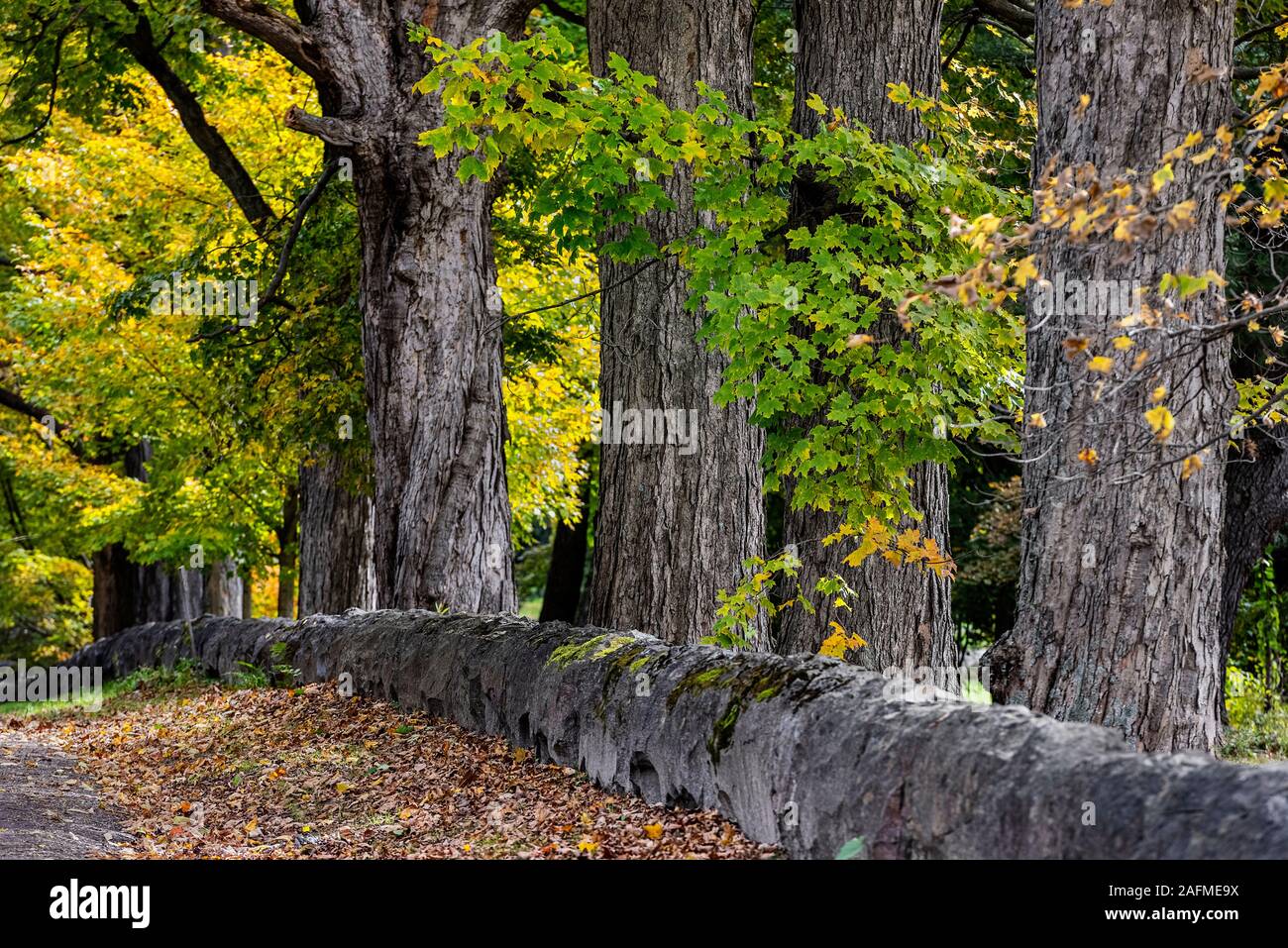 Rural tree lined road, Bennington, Vermont, USA. Stock Photo