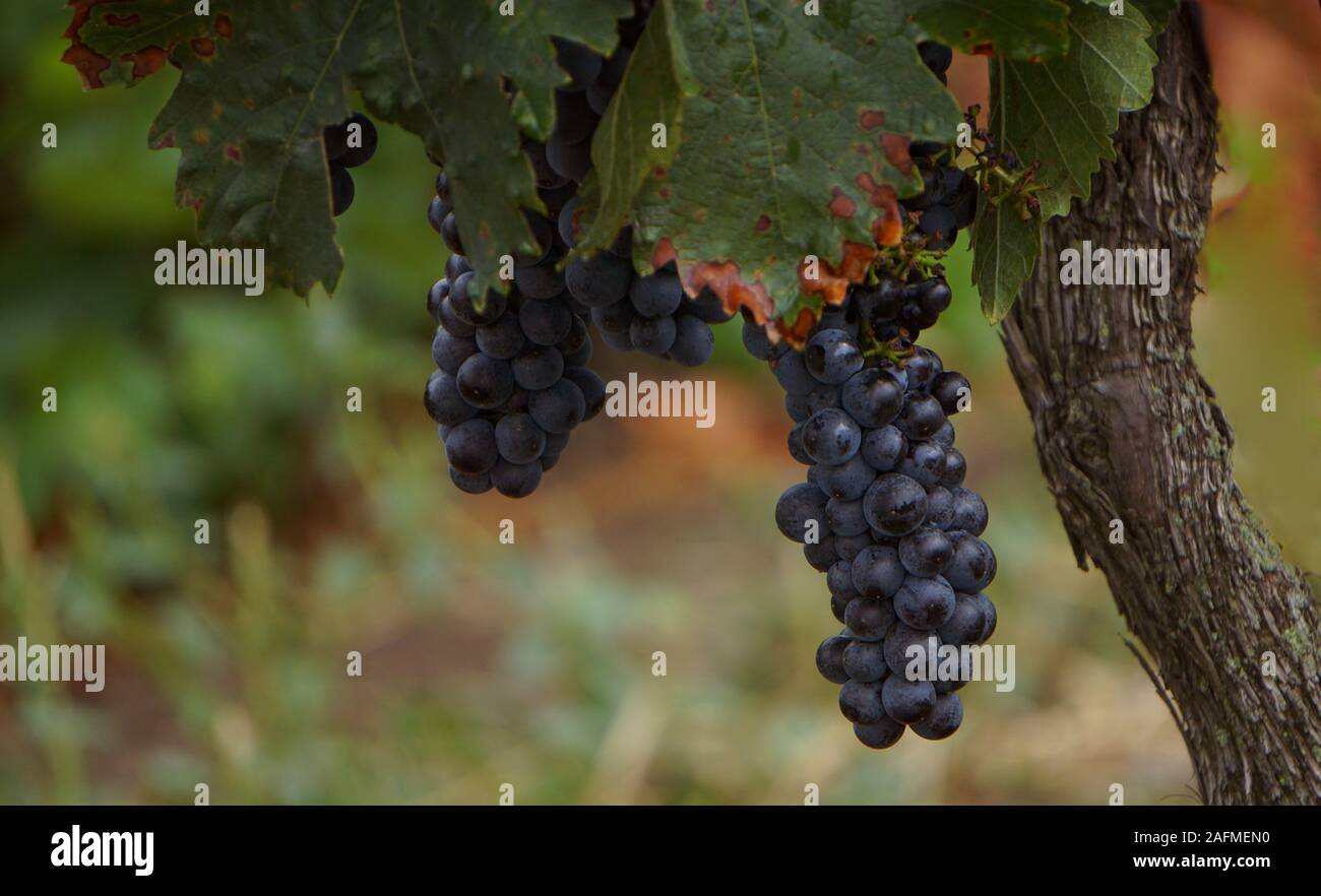 blue berry grape Stock Photo - Alamy
