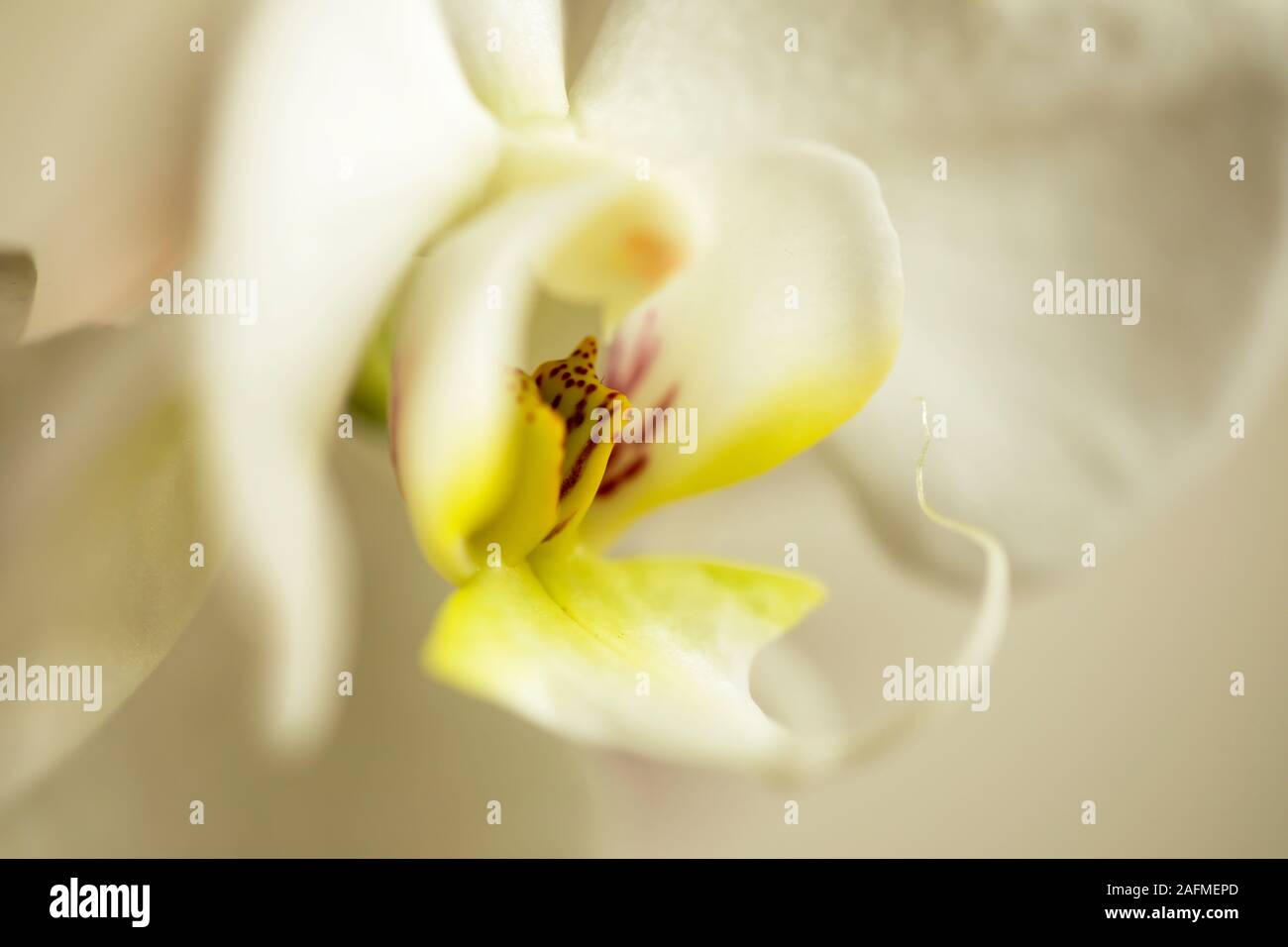 Close up of a White Orchid. Stock Photo