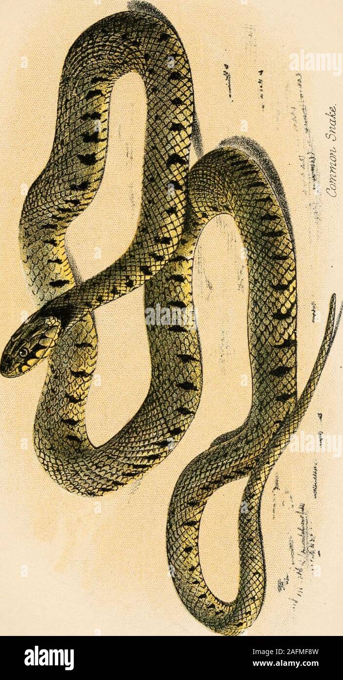 . Our reptiles and batrachians; a plain and easy account of the lizards, snakes, newts, toads, frogs and tortoises indigenous to Great Britain. (Tropidonotus natrix. Dum. & Bibr.)A mass of Snakes eggs from a dunghill. Everybody involuntarily shudders at the name of asnake. Very few possess courage enough to attemptstaring one out of countenance, or staying to countthe number of scales on its head. Fancy oneselfdeeply intent, with nose unusually low, seeking theruddy wild strawberry on a sunny hedge-bank, andeven whilst smacking the lips with the relish of the 65. THE COMMON SNAKE. 47 tart litt Stock Photo
